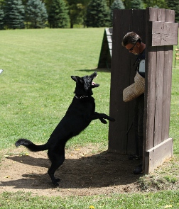 ceridwen zu treuen handen IPO2 RN german shepherd Hold and Bark Brian Harvey